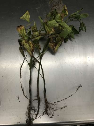 Soybean plant