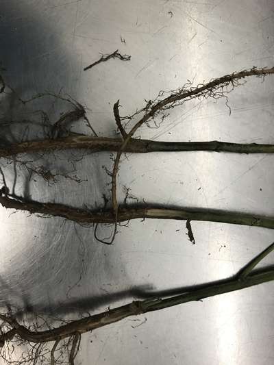 Soybean stems