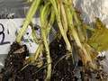 Tobacco seedling