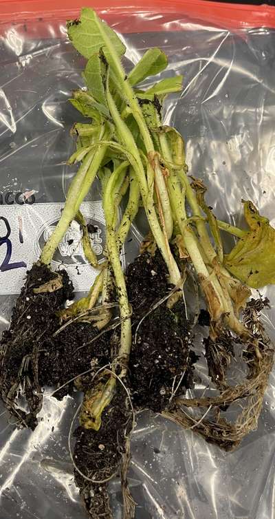 Tobacco seedling