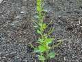 Up-close photo of multiple soybean plants with eaten stems and leaves.