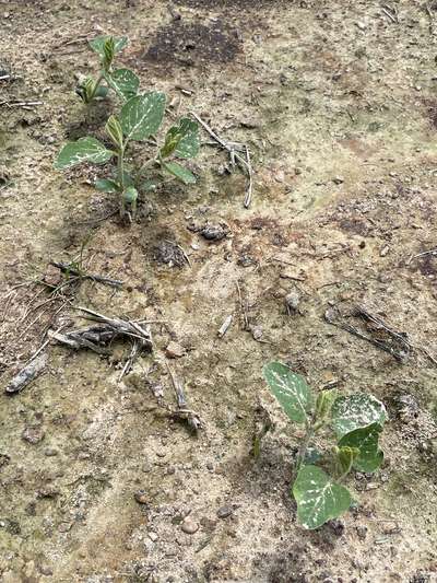 Soybean plants