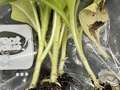 Tobacco seedling