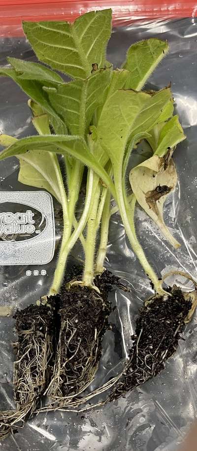 Tobacco seedling
