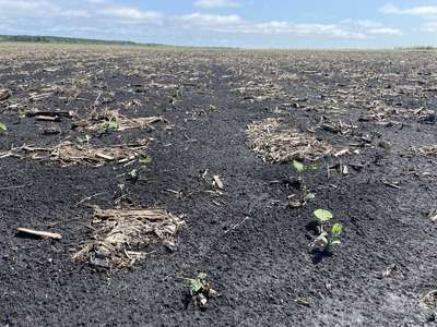 Broad photo of multiple soybean plants with damaged leaves and stems.