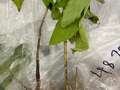 Soybean plant