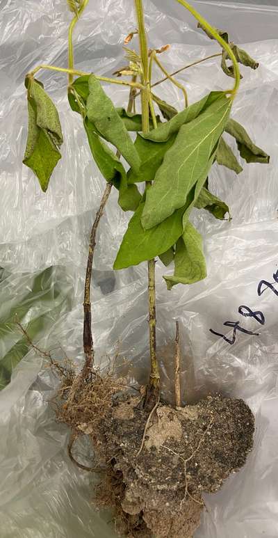 Soybean plant
