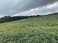 Soybean field affected