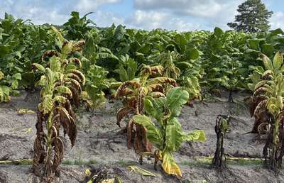 Tobacco field with plants affected by black shank, plants are yellowing and browning from the bottom up