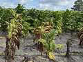 Tobacco field with plants affected by black shank, plants are yellowing and browning from the bottom up
