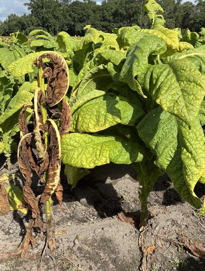 Tobacco field with plants affected by black shank, plants are yellowing and browning from the bottom up