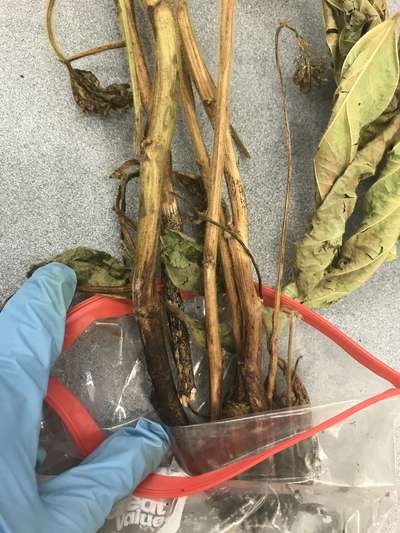 Soybean stems
