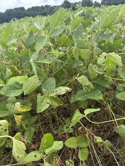 Soybean plants with leaves showing signs of insect damage
