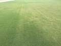 Affected soybean field