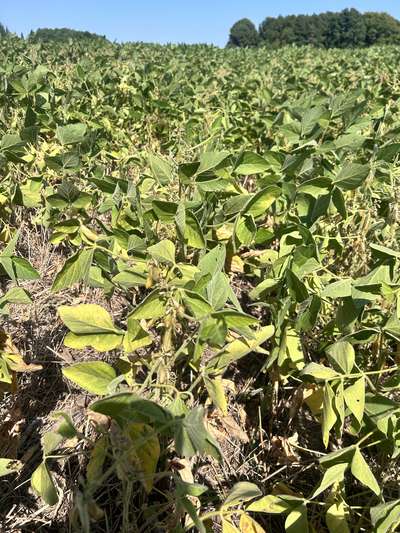 Soybean plants with yellowing leaves