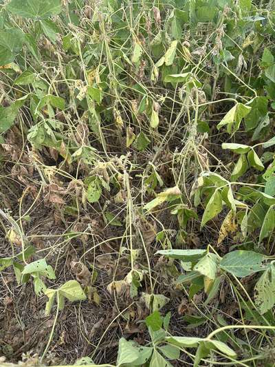 Soybean plants with yellowing leaves and brown leaves