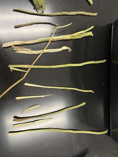 Soybean stems split in half lengthwise