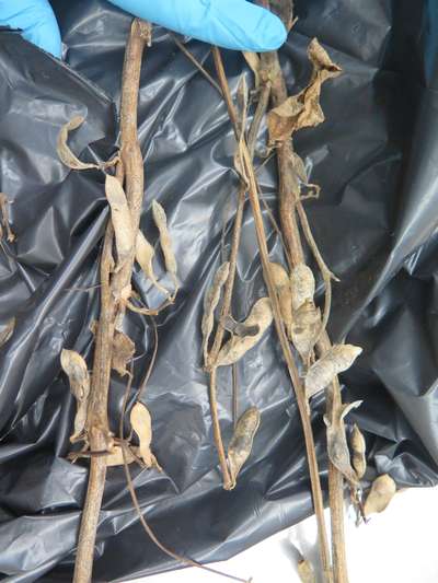 Soybean stems