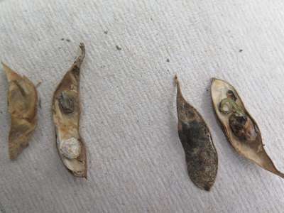 Soybean pods