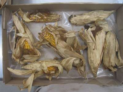 Ears of corn