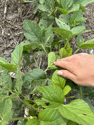 Up-close photo of multiple Japanese beetles on a soybean plant.