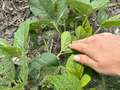 Up-close photo of multiple Japanese beetles on a soybean plant.