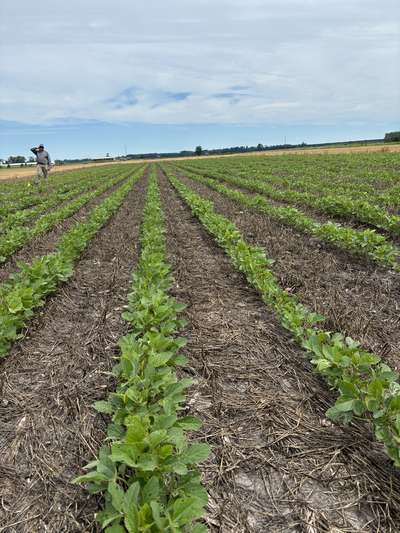 Broad photo of multiple soybean plants showing defoliation.