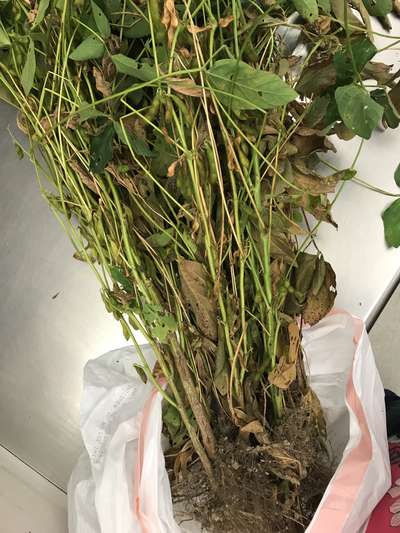 Soybean plant