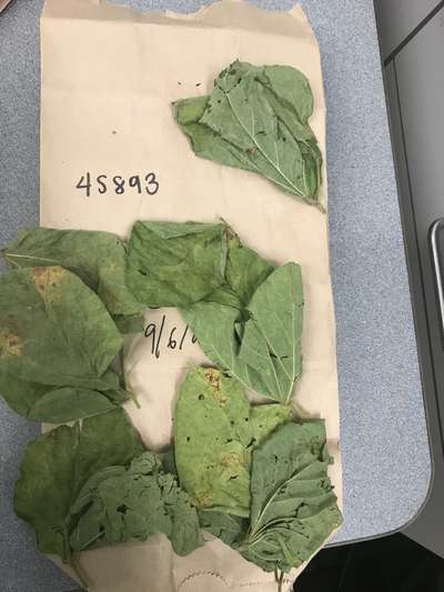 Soybean leaves