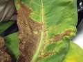 Tobacco leaf showing signs of TSWV