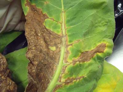 Tobacco leaf showing signs of TSWV