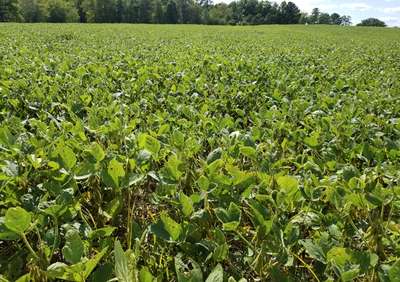 Soybean field affected