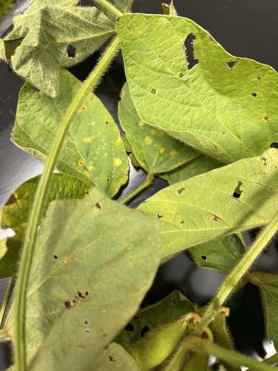 Soybean leaf showing symptoms of soybean vein necrosis virus