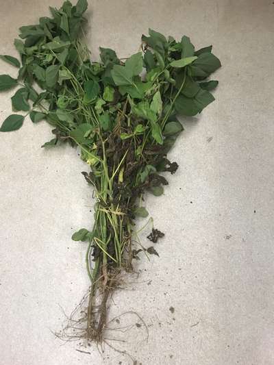 Soybean plant