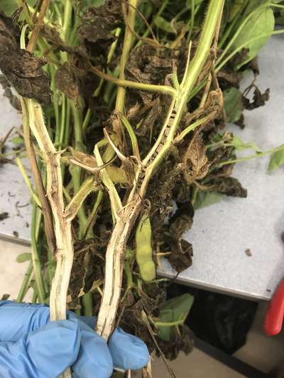 Soybean stems