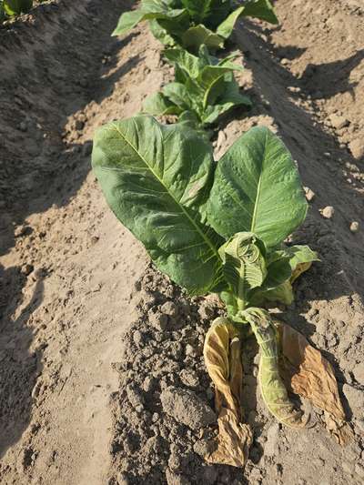 Tobacco plant wilting in the field due to Granville wilt.