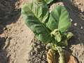 Tobacco plant wilting in the field due to Granville wilt.