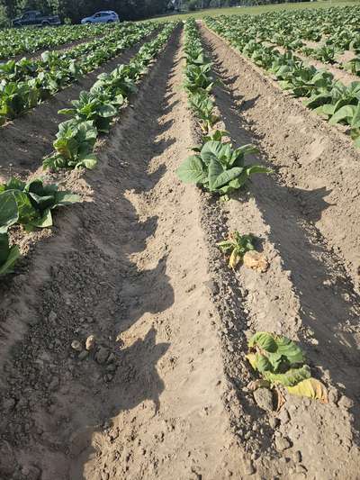 Tobacco field affected by Granville wilt