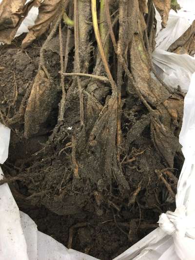 Soybean root system