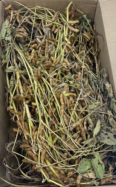 Soybean sample as it was received by clinic