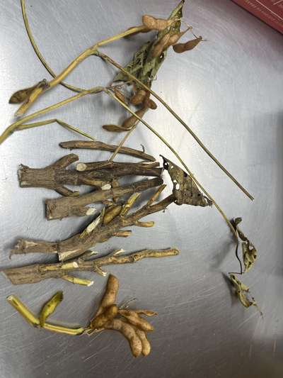 Soybean stems cut crosswise