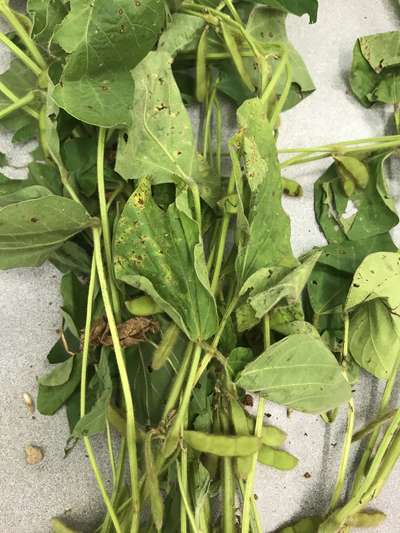 Soybean leaves
