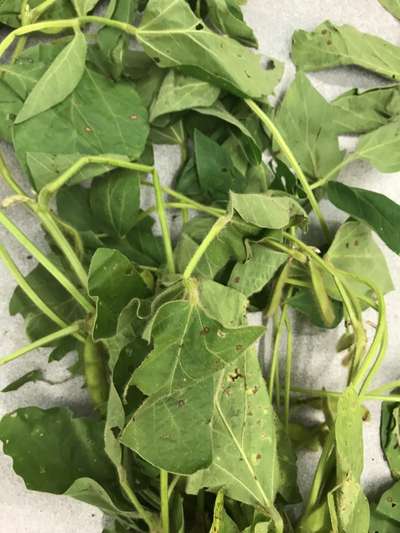 Soybean leaves