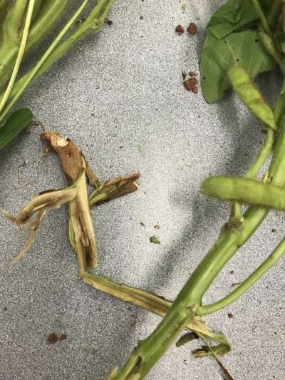 Soybean stem