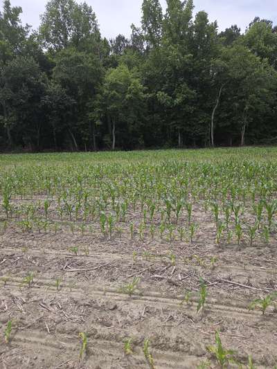 Corn field affected by stunting