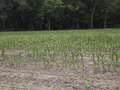 Corn field affected by stunting