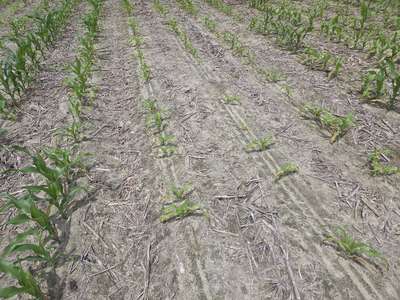 Corn field affected by stunting