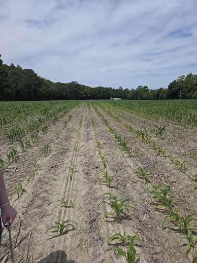 Corn field affected by wilting