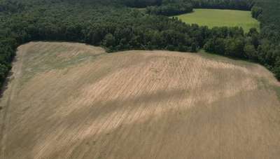 Soybean field