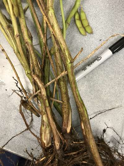 Soybean stems